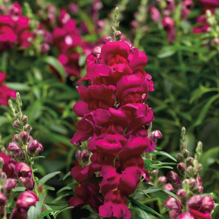 Antirrhinum majus Snaptastic&trade; Magenta