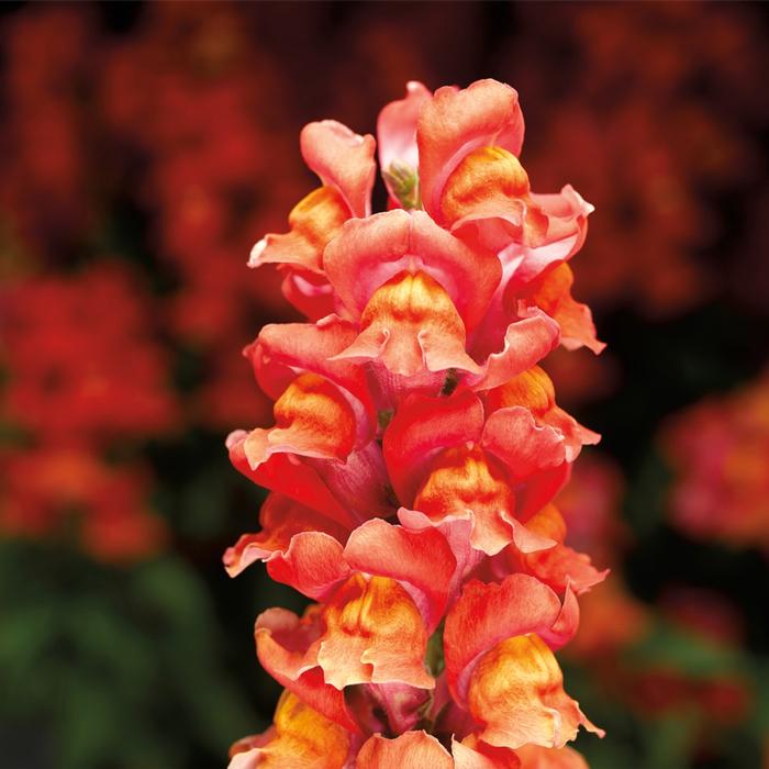 Antirrhinum majus Snaptastic&trade; Orange Flame