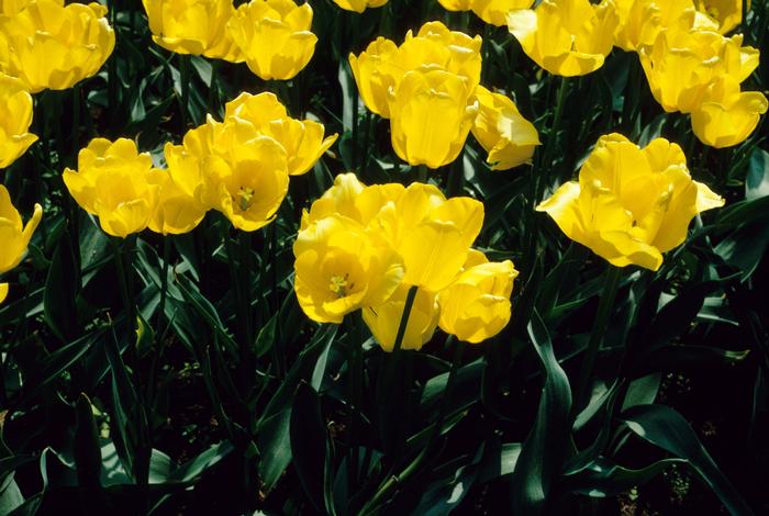 Antirrhinum majus Snaptastic&trade; Yellow