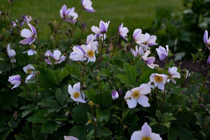 Mandevilla Sun Parasol&reg; Giant White