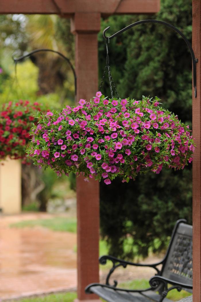 Pentas lanceolata Butterfly Deep Pink