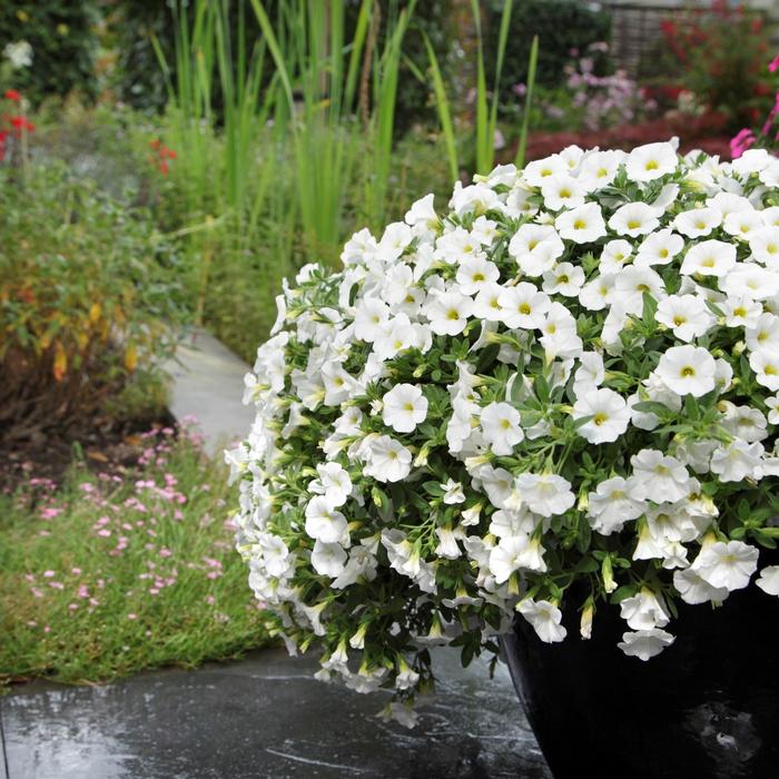 Pentas lanceolata Butterfly White