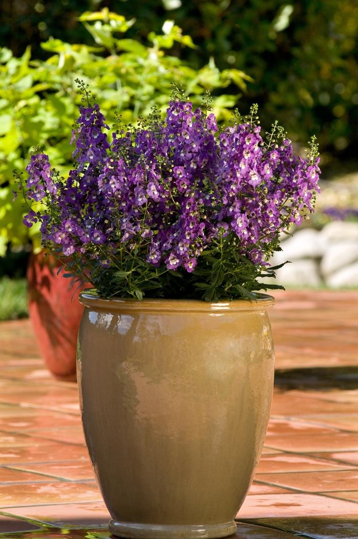 Angelonia angustifolia AngelDance&trade; Fuchsia bicolor