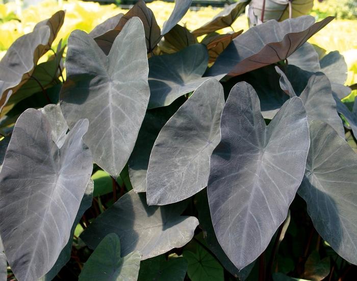 Asclepias syriaca 