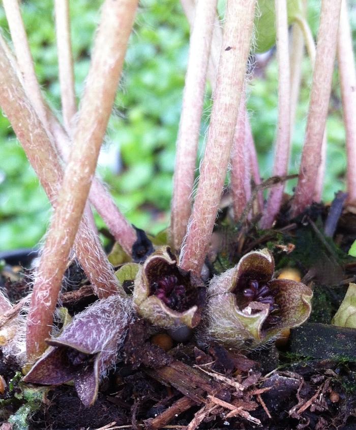 Canna x generalis Cannova&reg; Scarlet