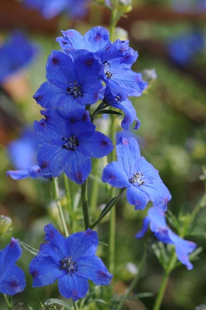 Delphinium grandiflorum Diamond Blue