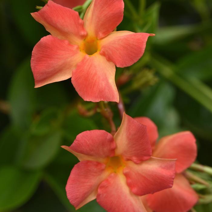 Mandevilla Diamantina&trade; Coral Orange Sunrise
