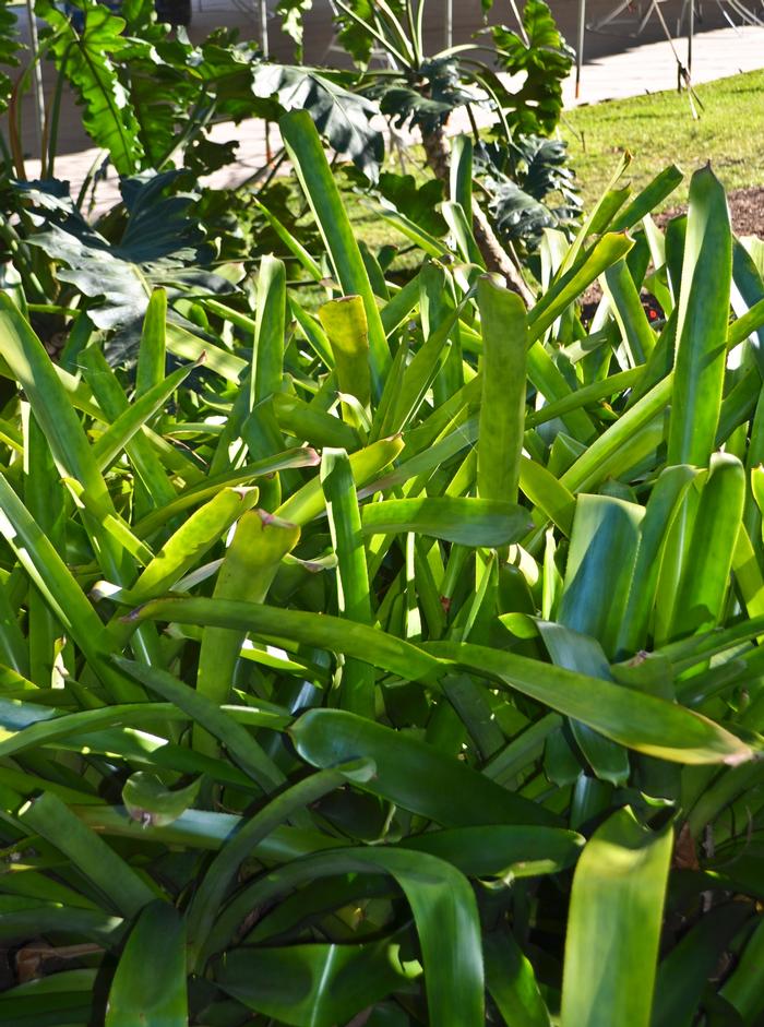 Aechmea blanchetiana 