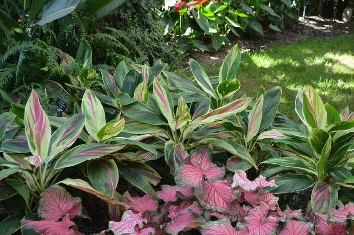 Aechmea mulfordii Malva