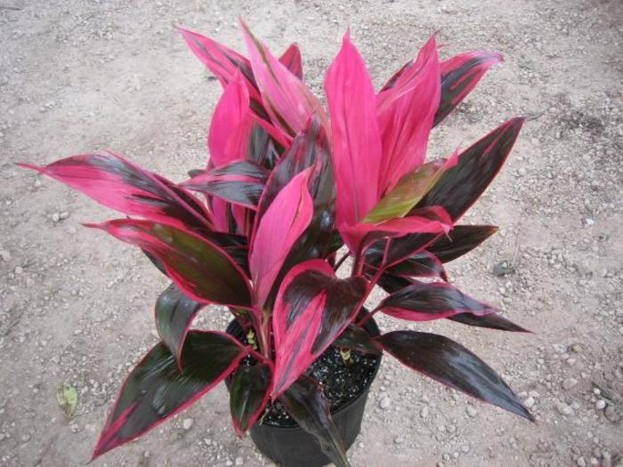 Cryptanthus Black Magic (Black Mystic)