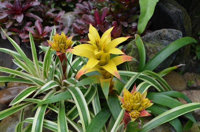 Guzmania Fool's Gold