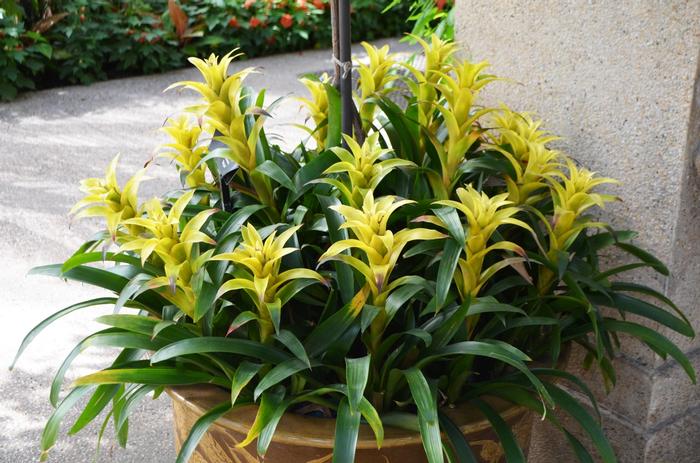 Guzmania Marjan
