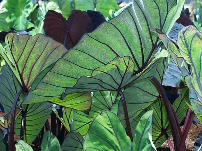 Aglaonema Jubilee