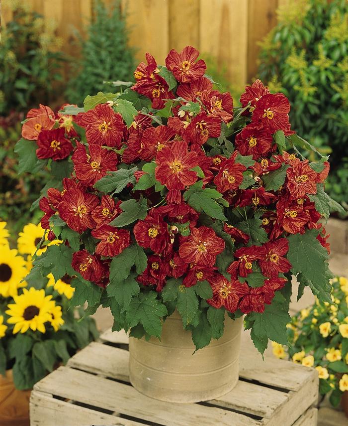 Phlox paniculata Red