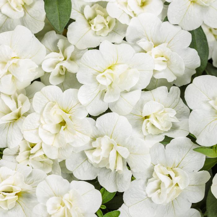 Viola Rebecca