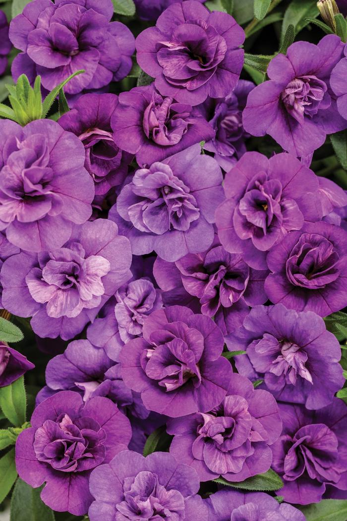 Viola cornuta ColorMax Clear Purple