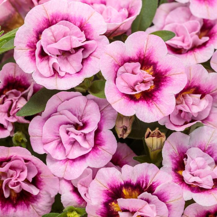 Viola cornuta ColorMax Lemonberry Pie Mix