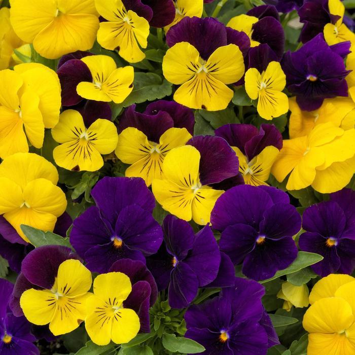 Viola cornuta ColorMax Royal Mix