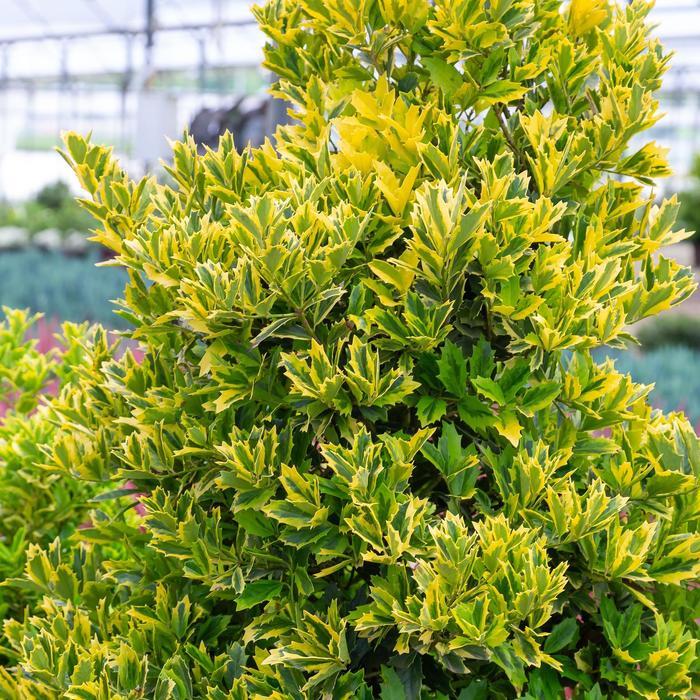 Viola x wittrockiana Colossus&trade; Yellow w/Blotch