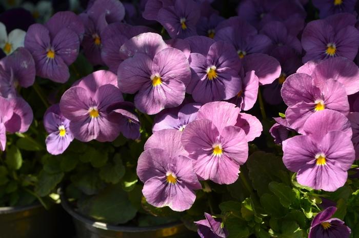 Viola cornuta Admire&reg; Pink
