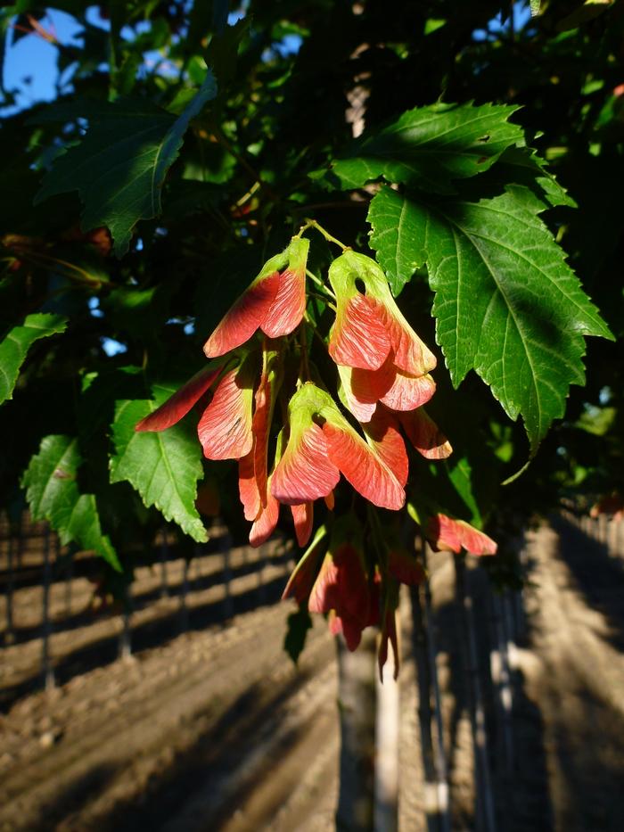 Justicia brandegeana Fruit Cocktail