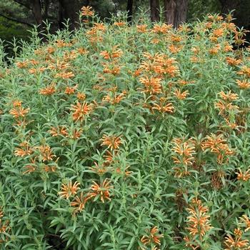Leonotis leonurus - Lion's Tail