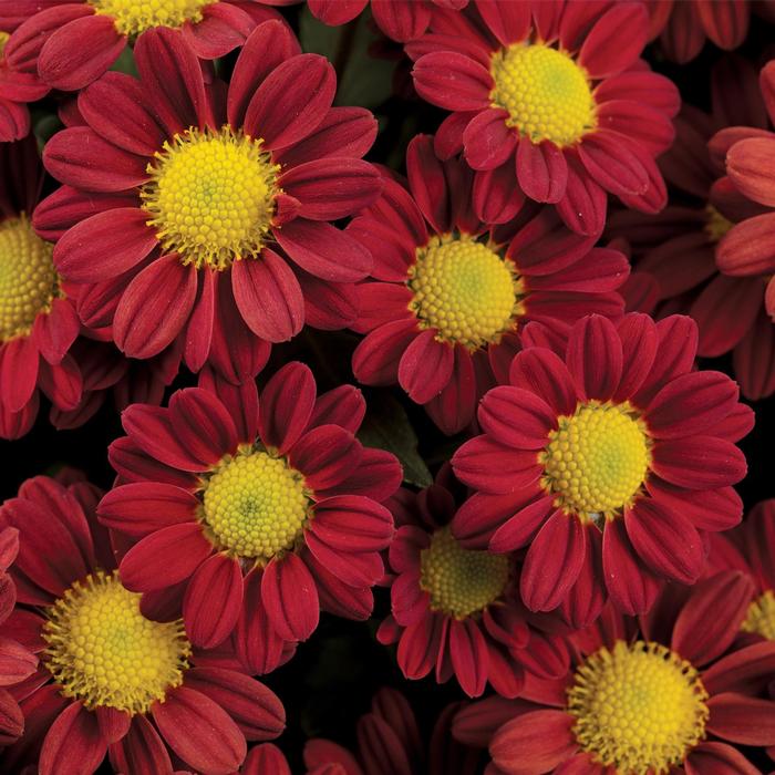 Rudbeckia hirta Becky Orange
