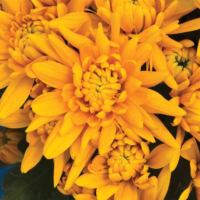 Rudbeckia fulgida var. sullivantii Little Goldstar