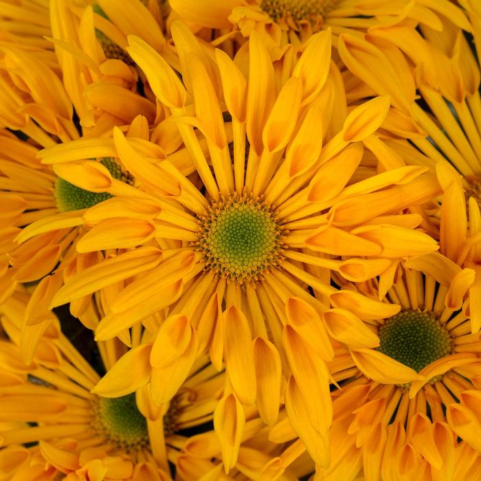 Rudbeckia fulgida var. sullivantii Pot of Gold