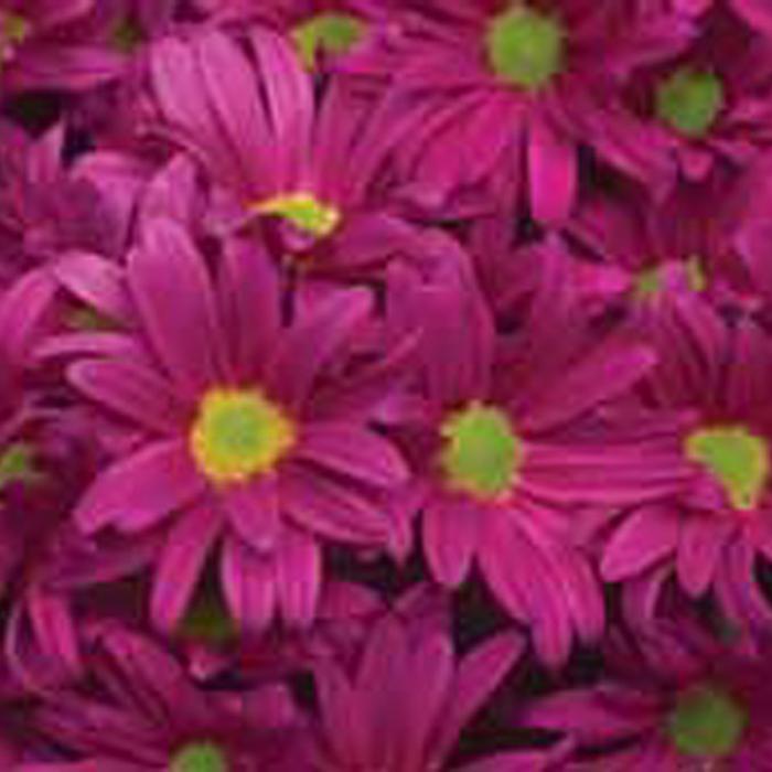 Rudbeckia fulgida var. sulivanttii Goldblitz