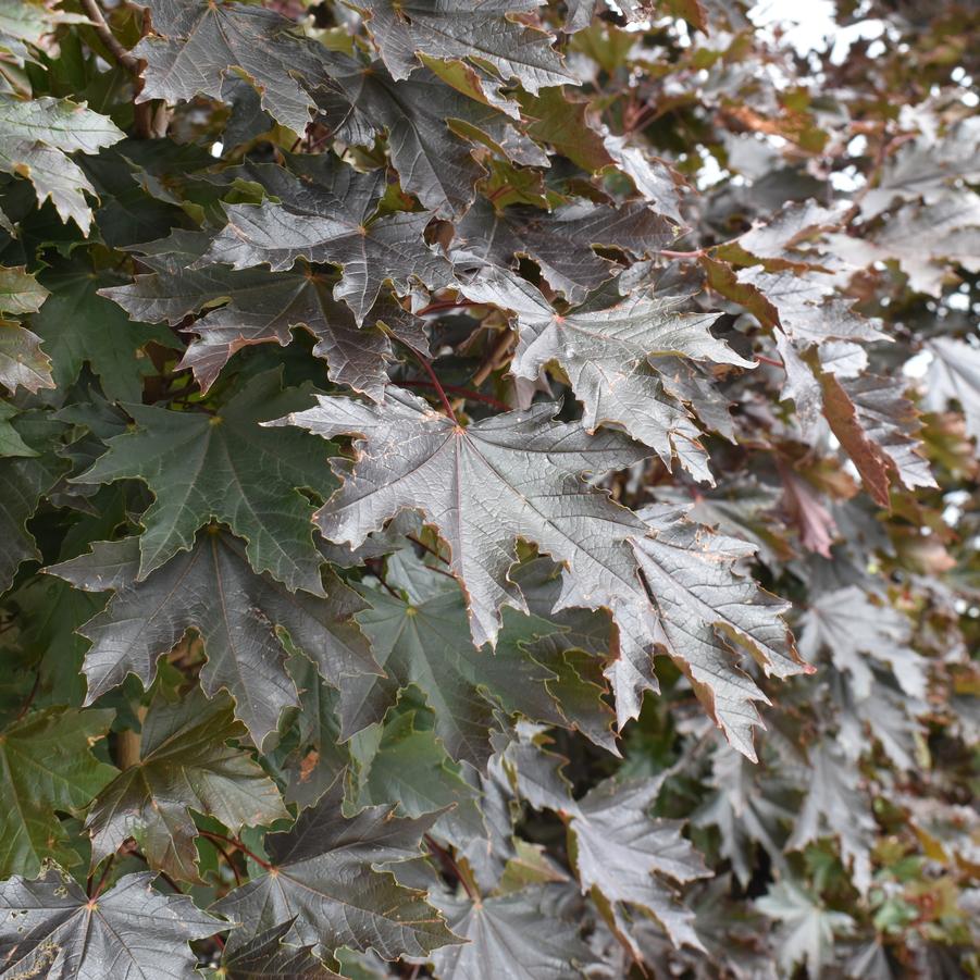 Acer platanoides 'Crimson Sentry' - Norway Maple