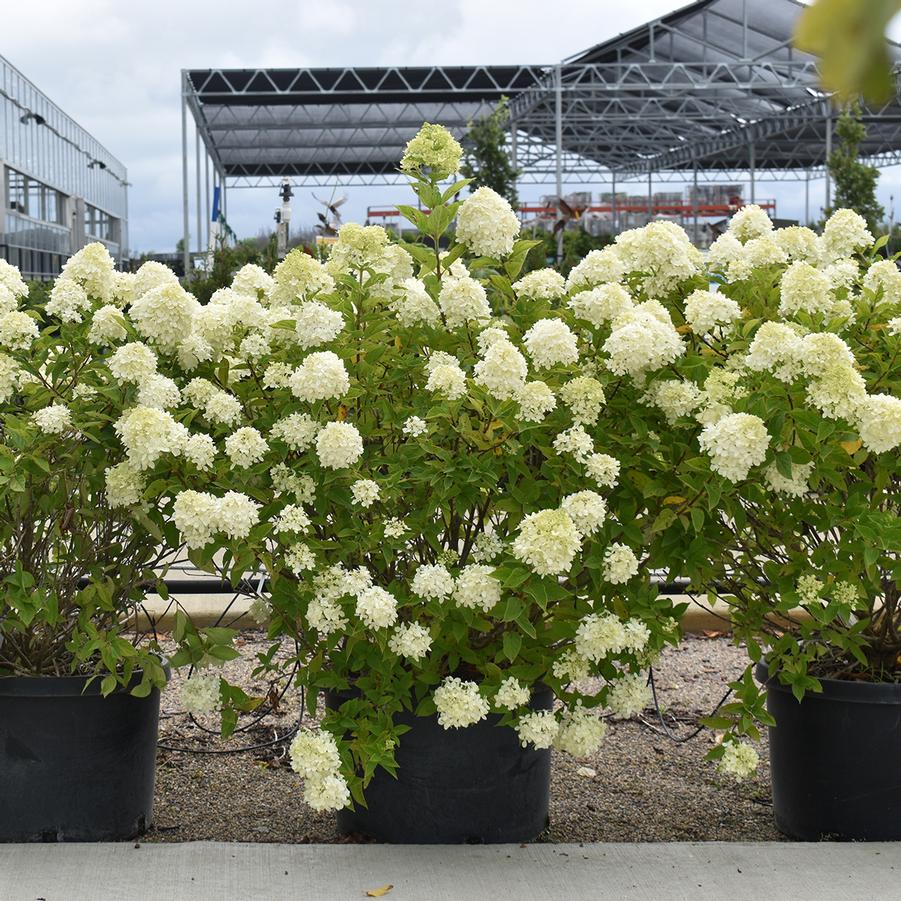 Hydrangea paniculata 'Vanilla Strawberry™' - Hydrangea from Grower Website Two