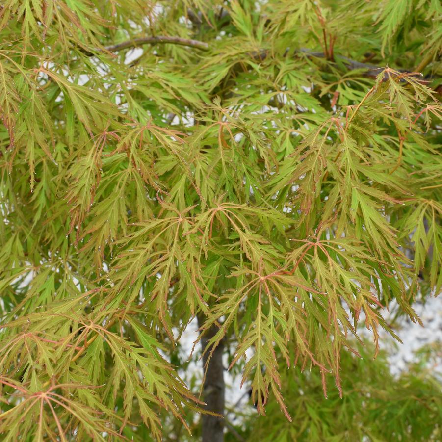 Acer x pseudosieboldianum 'Ice Dragon™'