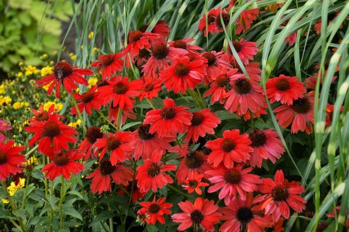 Rudbeckia Suntacular
