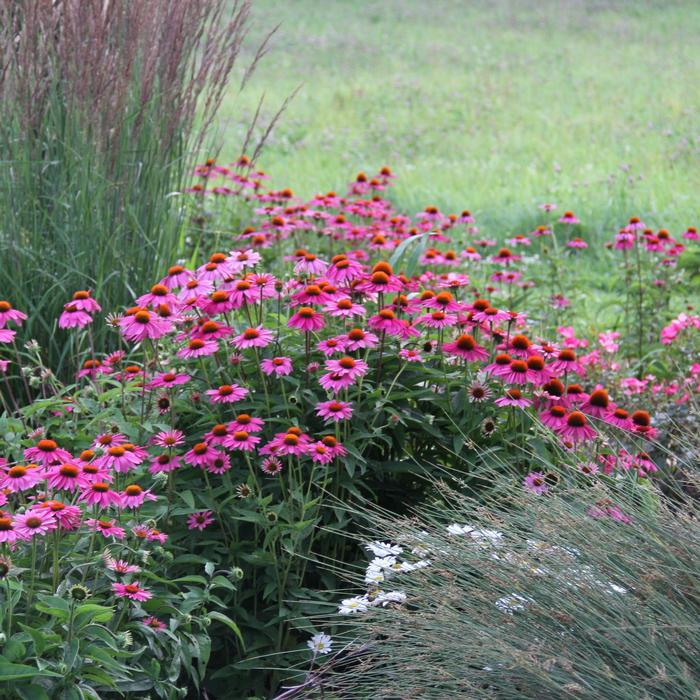 Rudbeckia Sunstream
