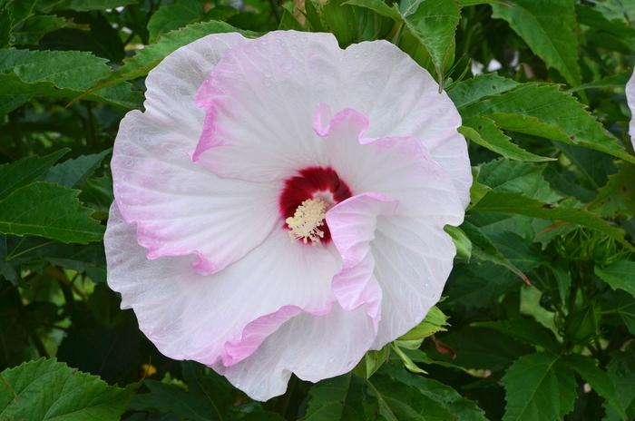 Hibiscus Summerific&reg; Ballet Slippers