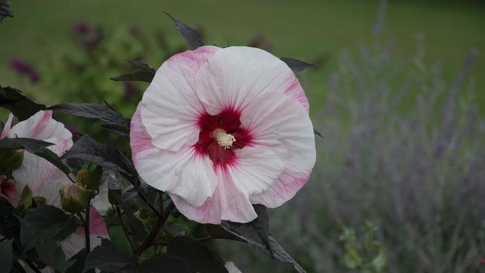 Hibiscus Summerific&reg; Perfect Storm