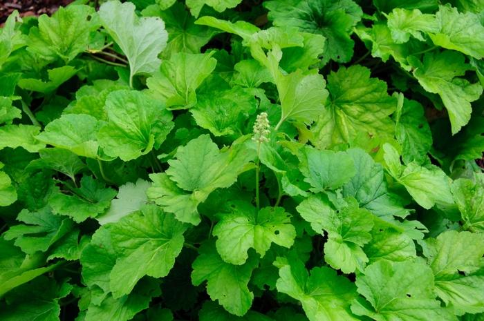 Heuchera Delta Dawn