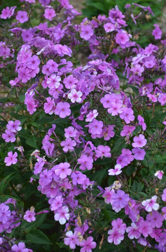 Phlox Cloudburst