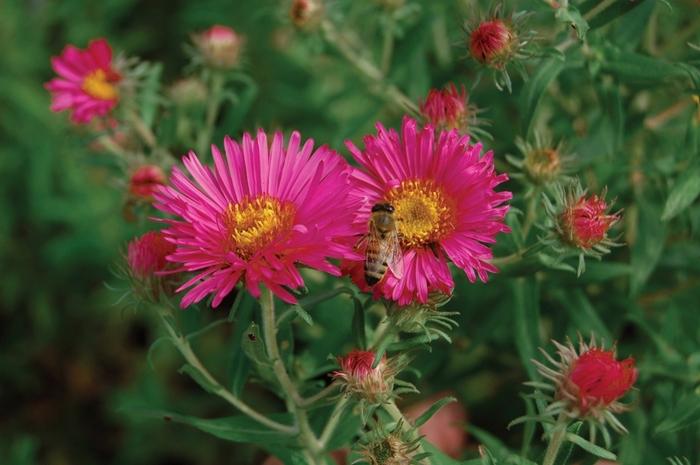 Aster novae-angliae Alma Potschke