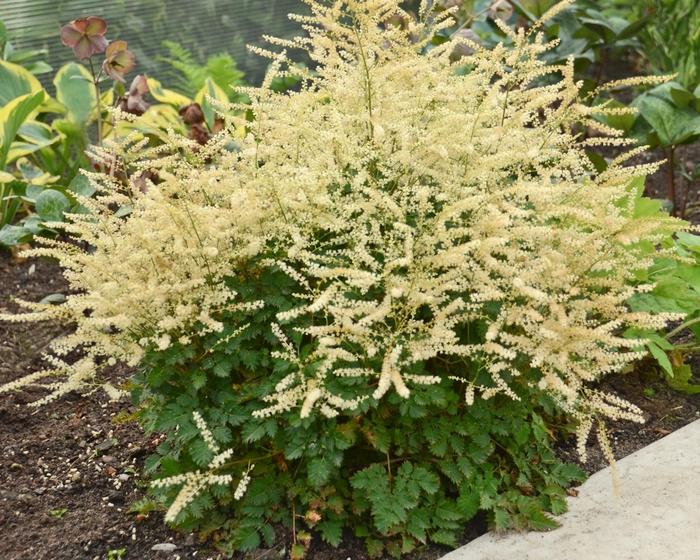 Aruncus Chantilly Lace