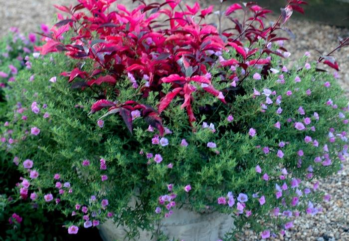 Calibrachoa Flamingo