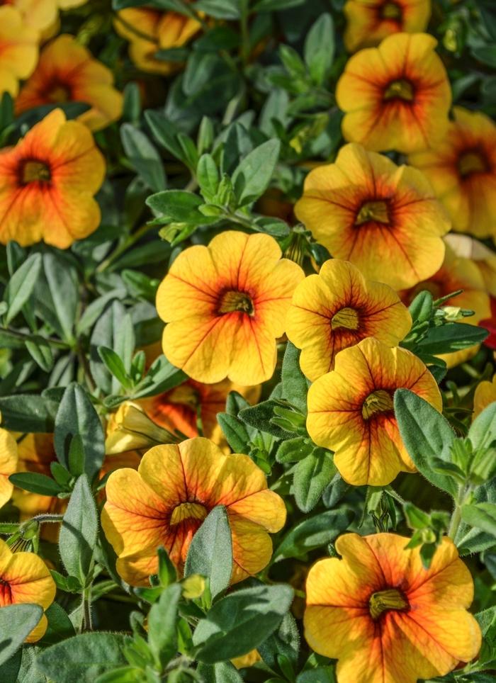 Calibrachoa Aloha Gold