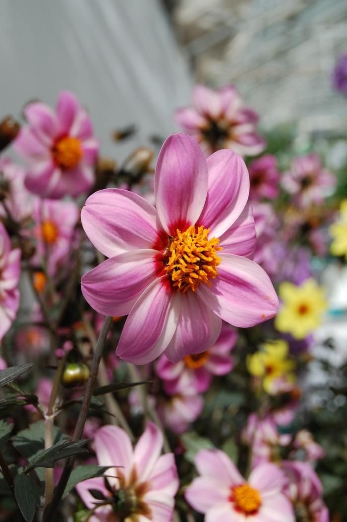 Dahlia Candy Eyes