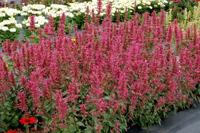 Agastache Morello
