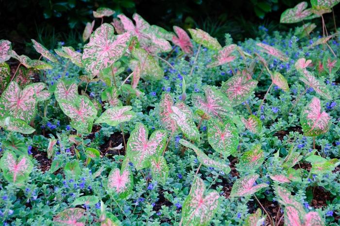 Caladium bicolor Pink Beauty