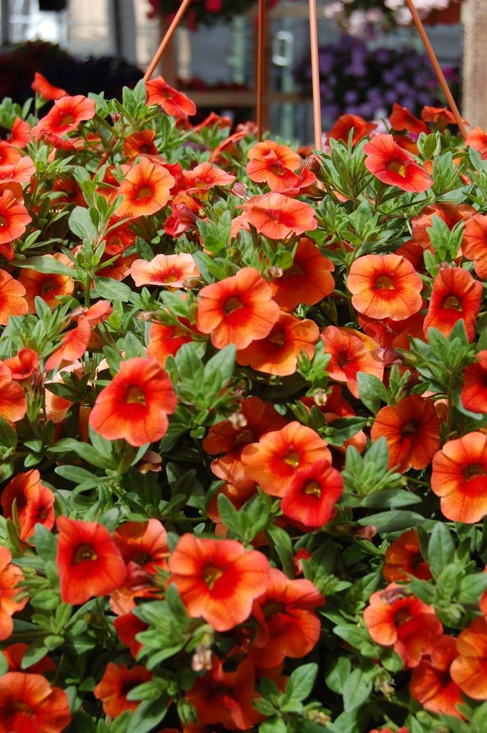 Calibrachoa Aloha Hot Orange