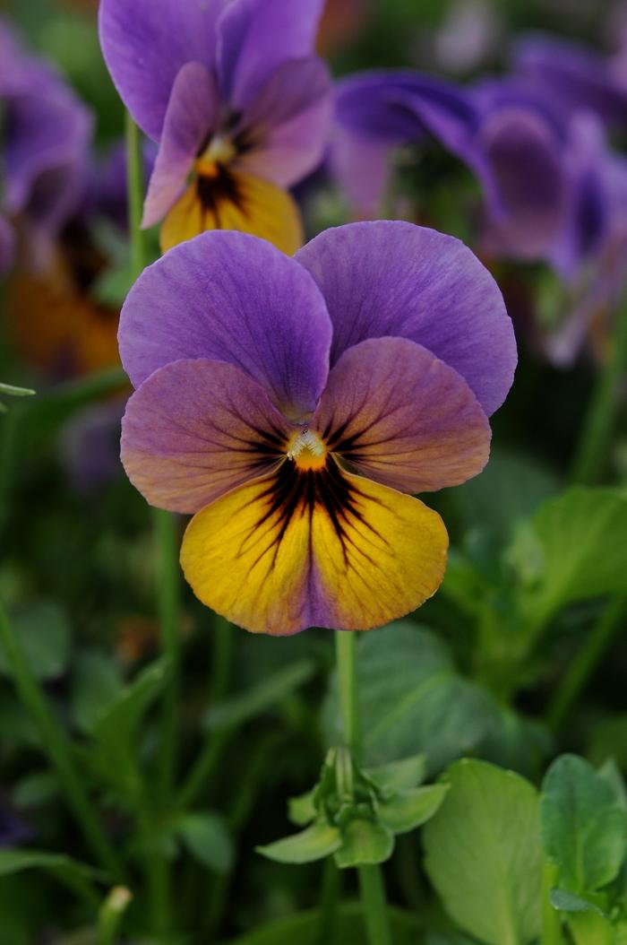 Viola cornuta Celestial&trade; Twilight
