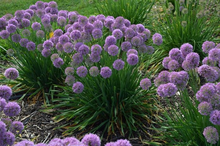 Allium Serendipity