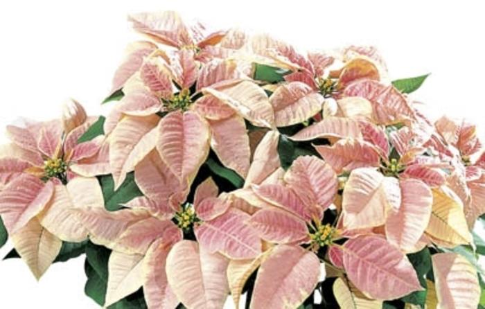 Paeonia lactiflora Festiva Maxima